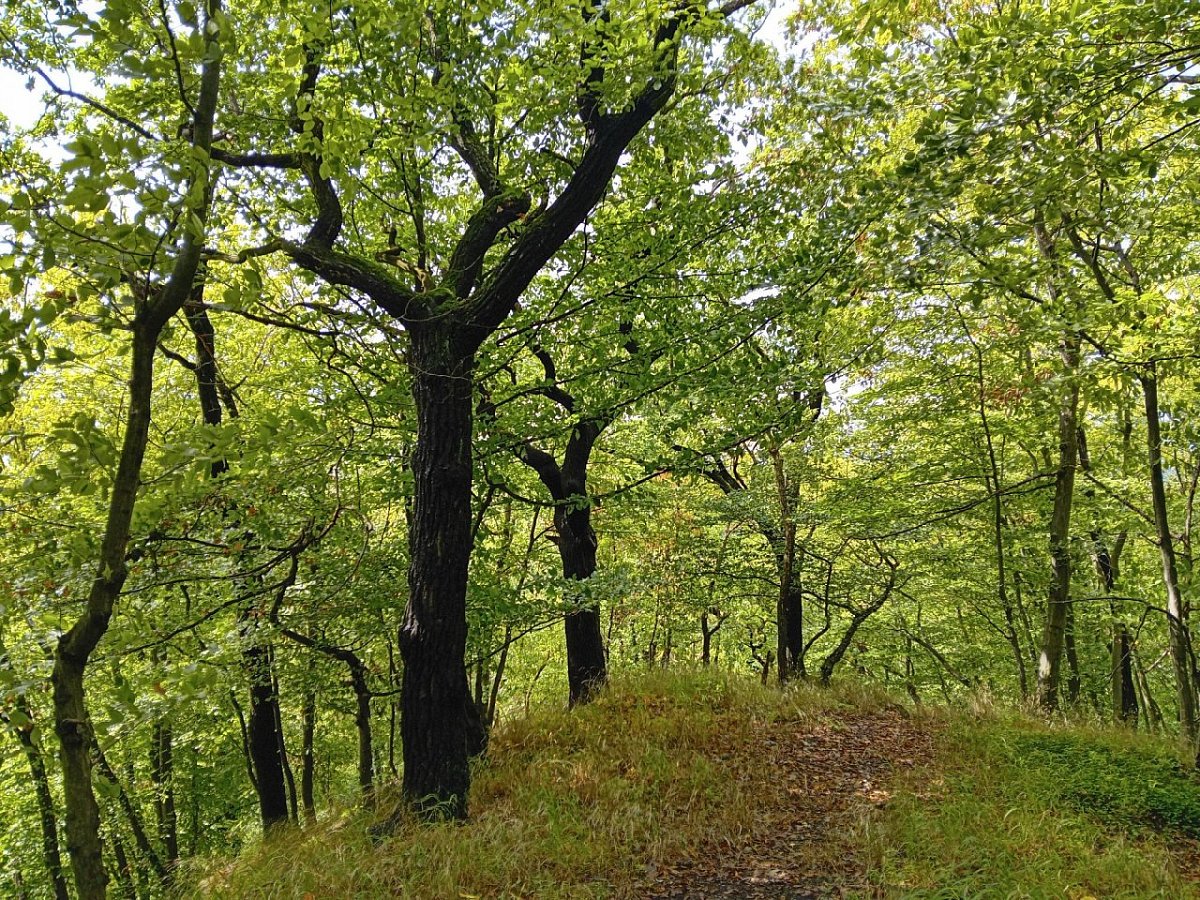 Kłapacz (245&nbsp;m)