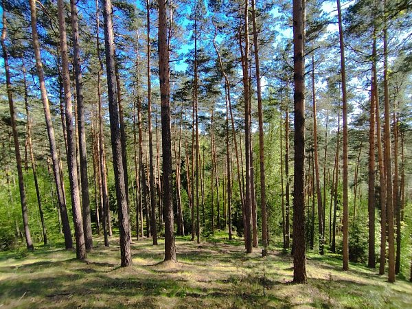 Novinská hůrka