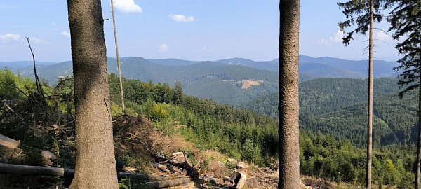 Kopšovec