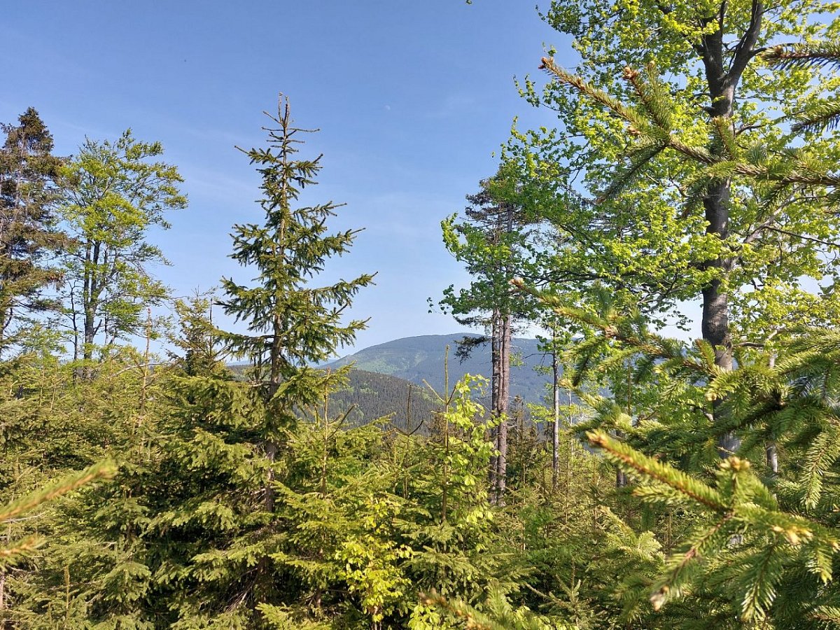 Liščí hora (1007&nbsp;m)
