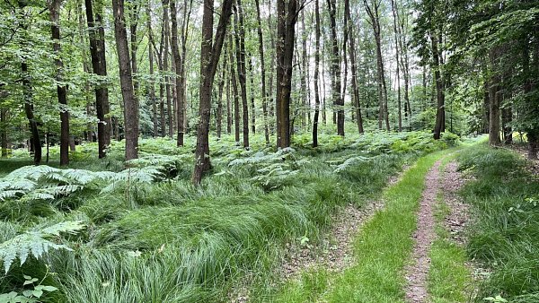 Lysý vrch