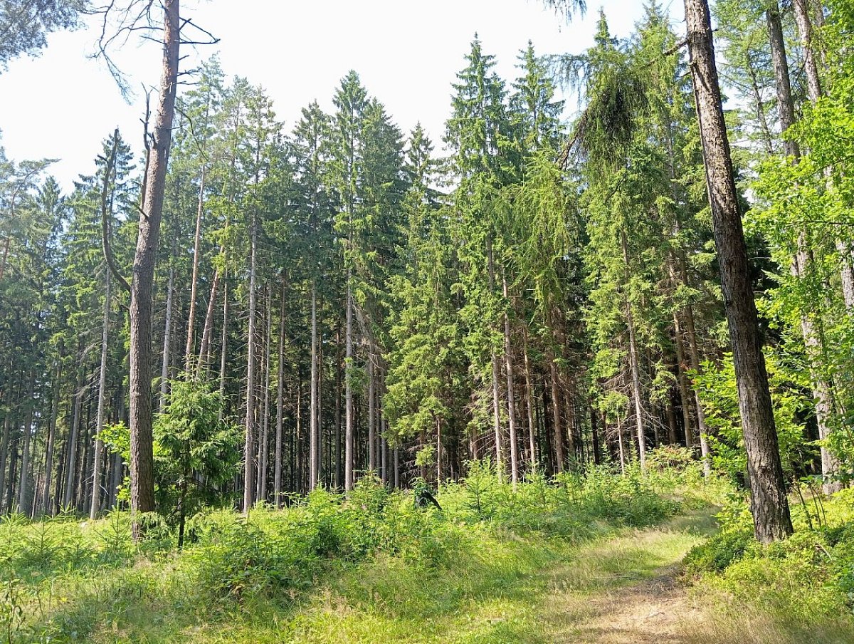 Božan (493&nbsp;m)