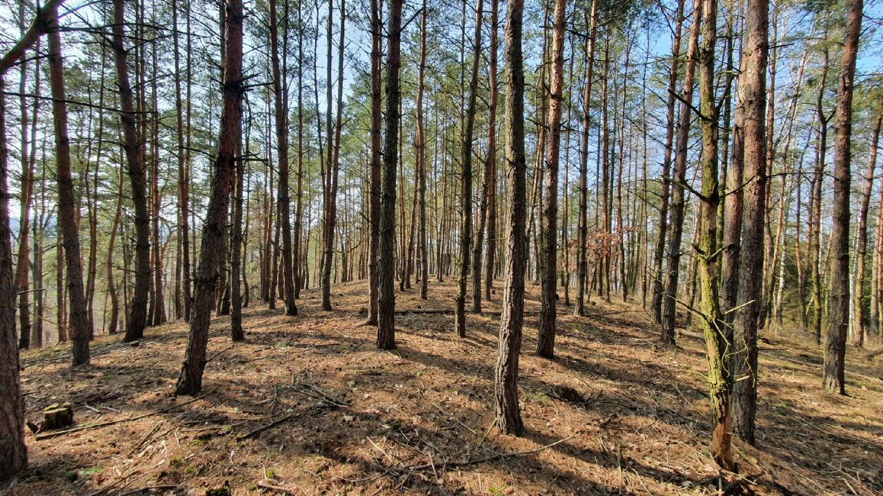 Rok (365&nbsp;m)