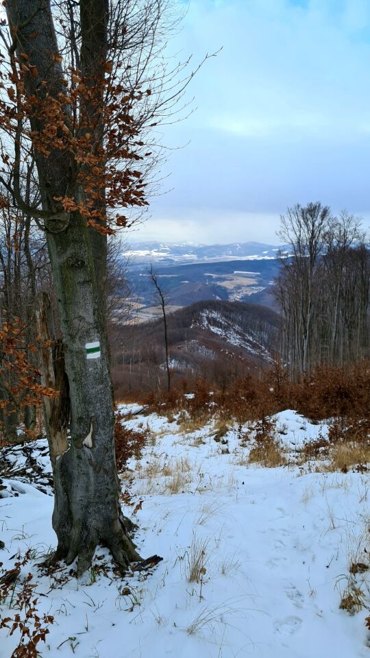 Suť