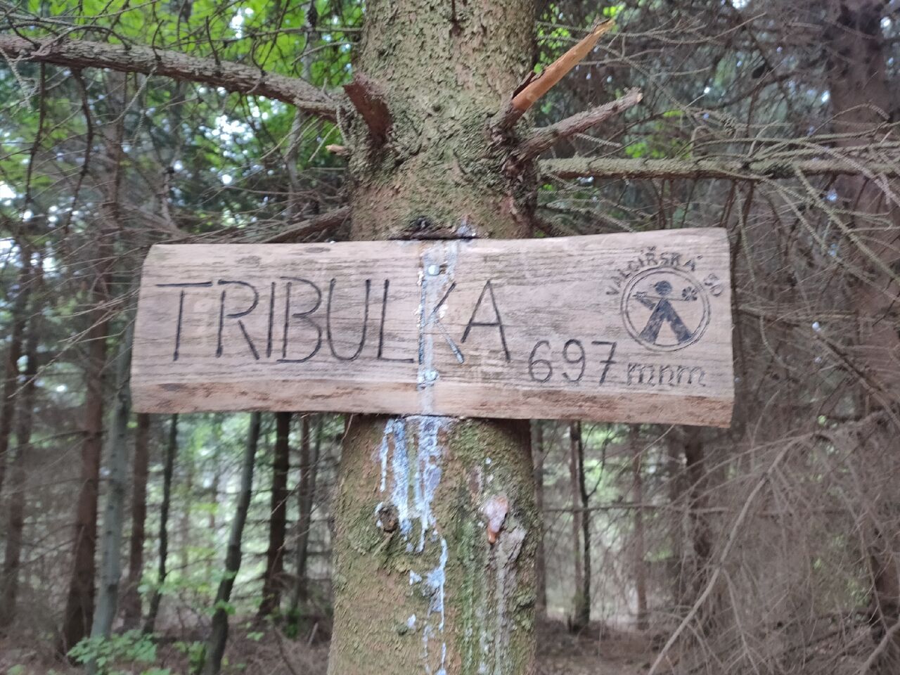 Tribulka